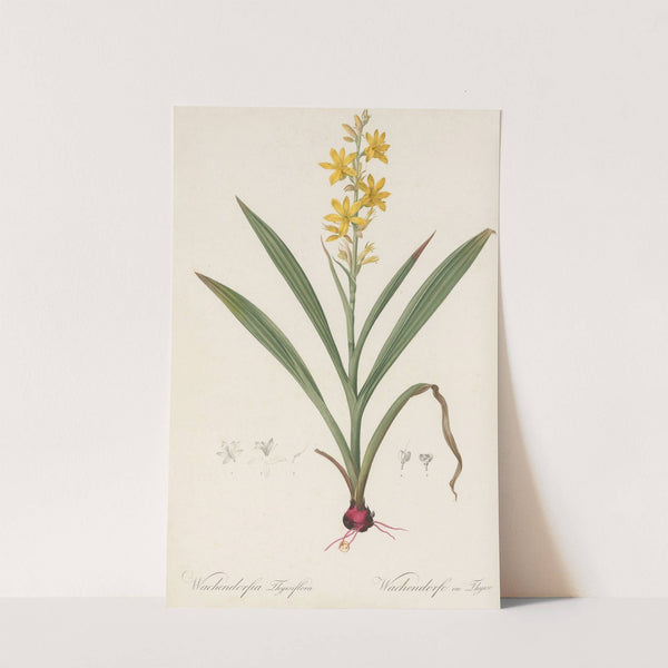 Wachendorfia thyrsiflora (1802-1816) by Pierre Joseph Redouté