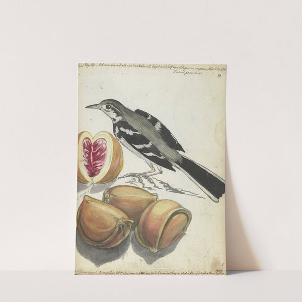 Wagtail with Fruit by Jan Brandes