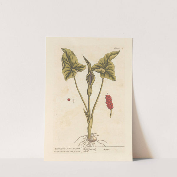 Wake robin or cuckon-pint by Elizabeth Blackwell