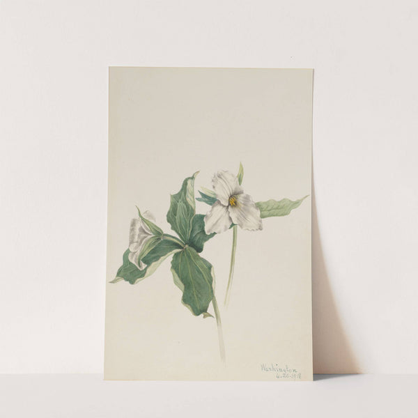 Wake-Robin (Trillium grandiflorum) (1918) by Mary Vaux Walcott