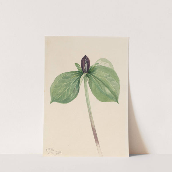 Wake-Robin (Trillium sessile) (1920) by Mary Vaux Walcott