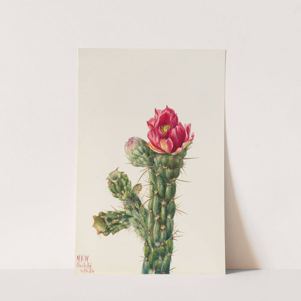 Walkingstick Cholla (Opuntia imbricata) (1934) by Mary Vaux Walcott