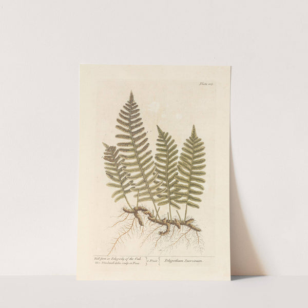 Wall-fern or polypody of the oak by Elizabeth Blackwell