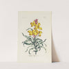 Wall Flower (1770) by Carington Bowles