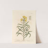 Wall-flower by Elizabeth Blackwell