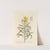 Wall-flower by Elizabeth Blackwell