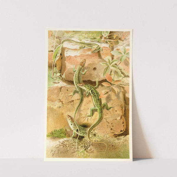Wall Lizards (1893-1896) by Pierre Jacques Smit