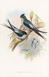 Wallace’s Tree-Swift