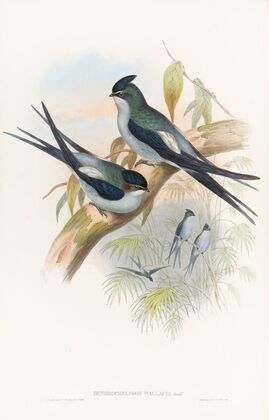 Wallace’s Tree-Swift