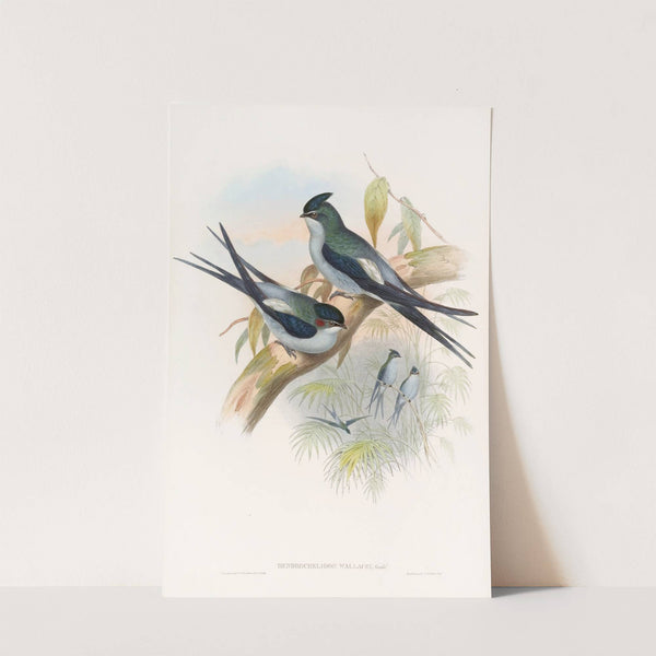 Wallace's Tree-Swift by John Gould