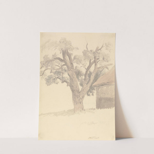 Walnut Tree by Robert Hills