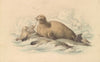 Walruses