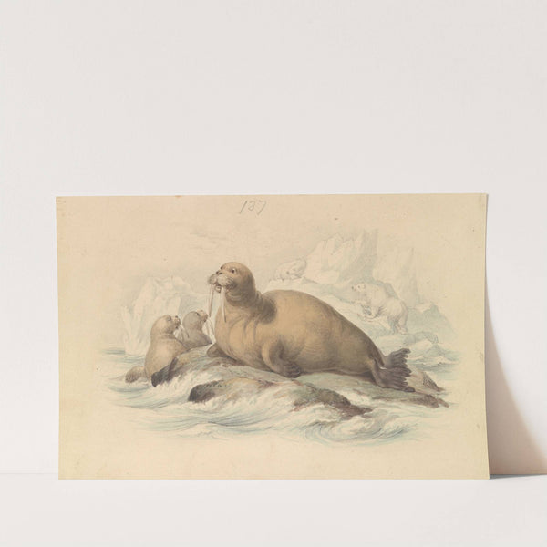 Walruses by James Stewart