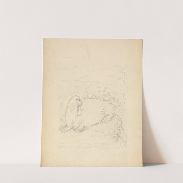 Walruses on Cliffs by James Sowerby