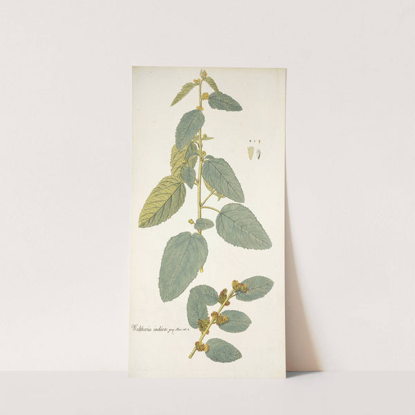 Waltheria indica by Nikolaus Joseph Freiherr von Jacquin