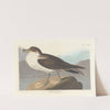 Wandering shearwater (1827–1838) by John James Audubon