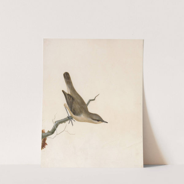 Warbler; Reed Wren by William Lewin