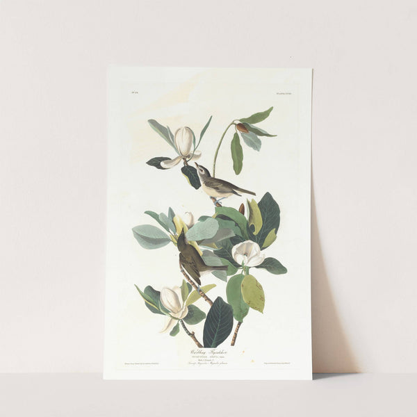 Warbling flycatcher (1827–1838) by John James Audubon