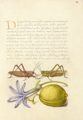 Wart-Biter, Grasshopper, Hyacinth, and Almond (1561–1596)