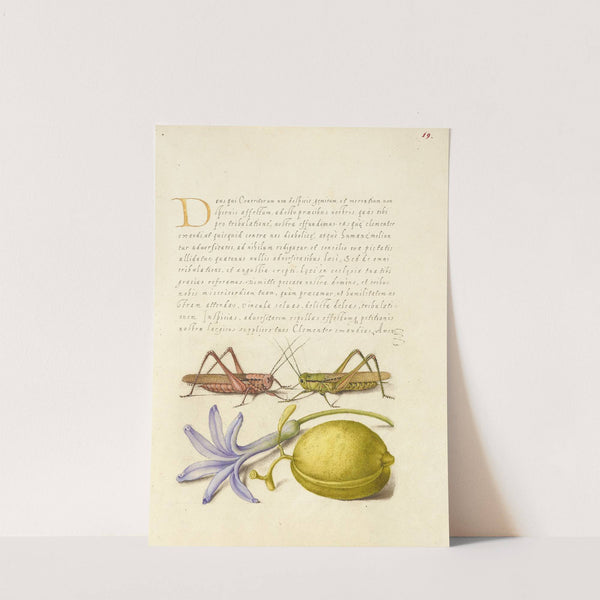 Wart-Biter, Grasshopper, Hyacinth, and Almond (1561–1596) by Joris Hoefnagel