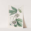 Warted Passion-flower (1815-1819) by Sydenham Edwards