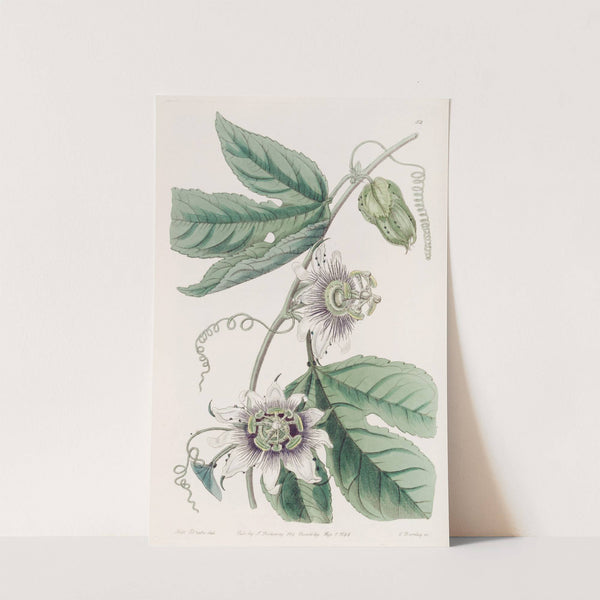 Warted Passion-flower (1815-1819) by Sydenham Edwards