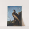 Washington Sea Eagle by John James Audubon