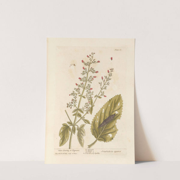 Water betony or figwort by Elizabeth Blackwell