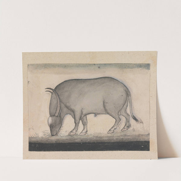 Water Buffalo Grazing by Gangaram Chintaman Tambat