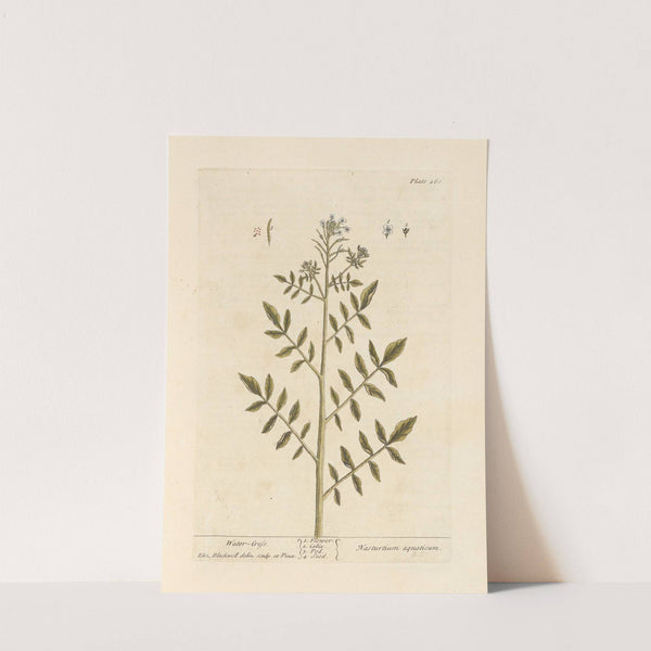 Water-cress by Elizabeth Blackwell