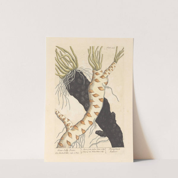 Water lilly roots by Elizabeth Blackwell