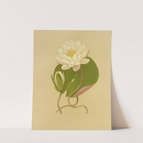 Water Lily (1887) by Isaac Sprague