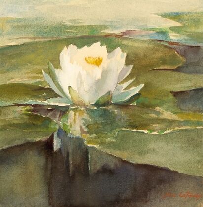 Water Lily in Sunlight