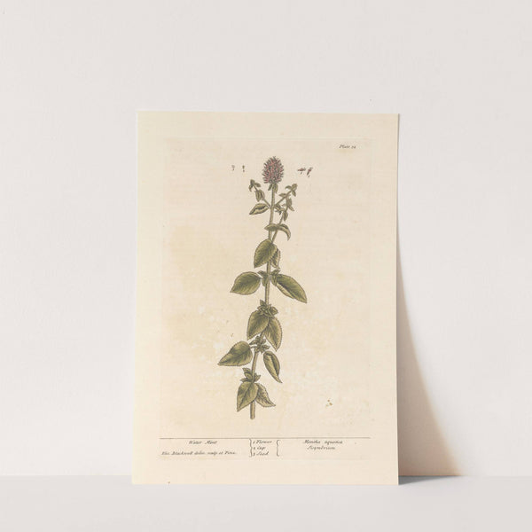 Water mint by Elizabeth Blackwell