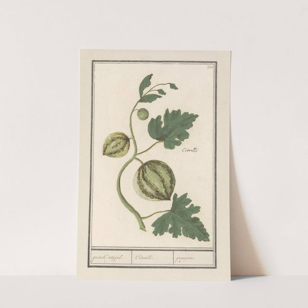 Watermeloen (Citrullus vulgaris) pronk-appel. Citrulli. pompon (1596-1610) by Anselmus Boëtius de Boodt