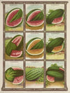 Watermelon (1921)