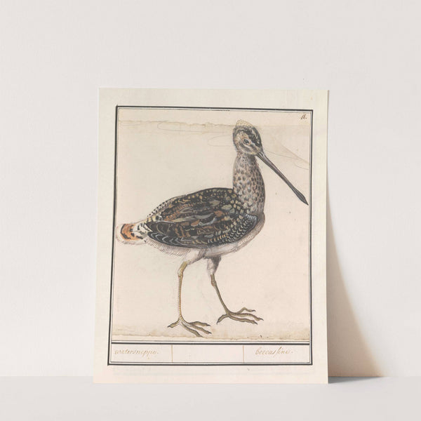 Watersnip (Gallinago gallinago) (1596-1610) by Anselmus Boëtius de Boodt