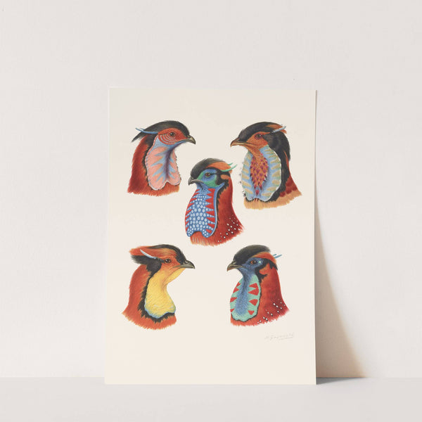 Wattles Of Cock Tragopans by Henrik Gronvold