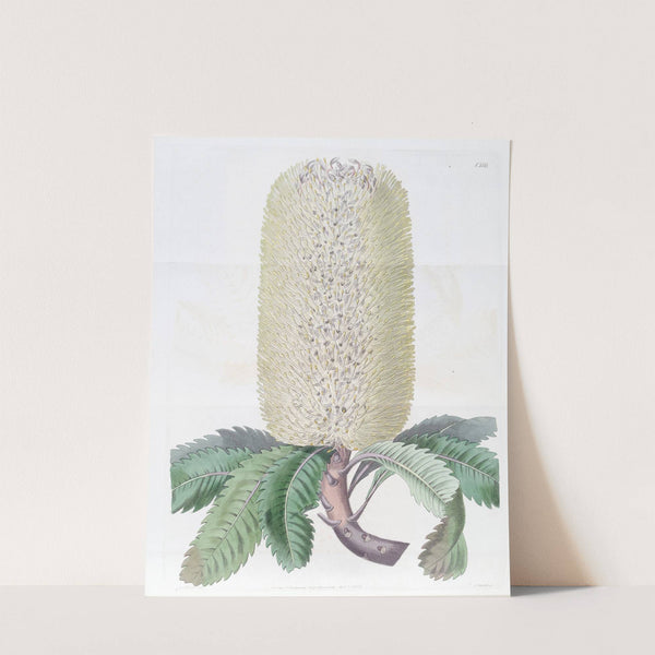 Waved-leaved Banksia (1815-1819) by Sydenham Edwards