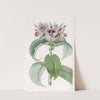 Waved-leaved Spiderwort (1815-1819) by Sydenham Edwards