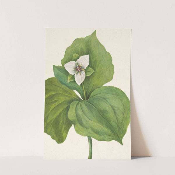Wax Trillium. Trillium album (1925) by Mary Vaux Walcott