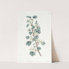 Waxy Currant by Sydenham Edwards