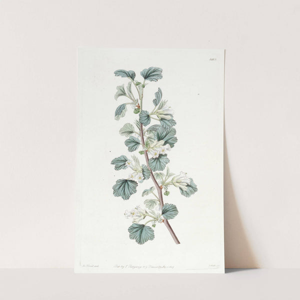 Waxy Currant by Sydenham Edwards
