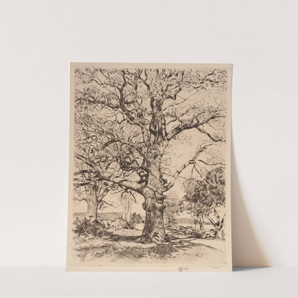 Wayside Inn Oaks in Spring (1926) by Childe Hassam