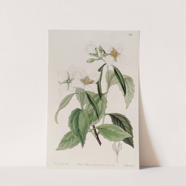 Weak-branched Syringa by Sydenham Edwards