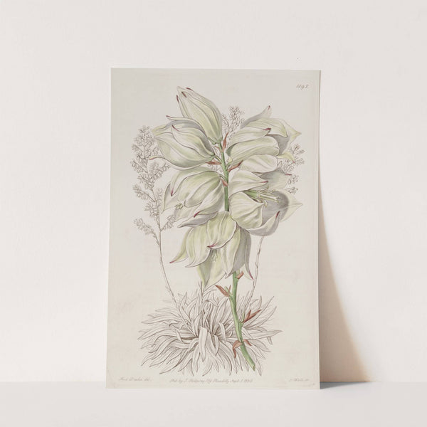 Weak-leaved Adam's Needle by Sydenham Edwards