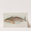 Weakfish (1889) by Allen & Ginter