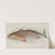 Weakfish (1889) by Allen & Ginter