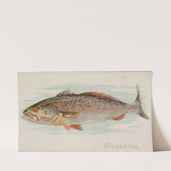 Weakfish (1889) by Allen & Ginter