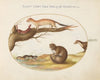 Weasels, a Ferret, and a ‘Nut Mouse’ (1575-1590)